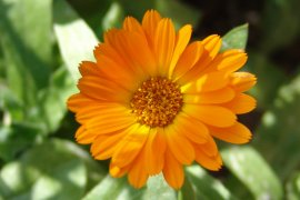 DOSIS BAJAS DE CALENDULA OFFICINALIS